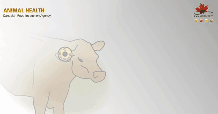 牛耳標1.gif